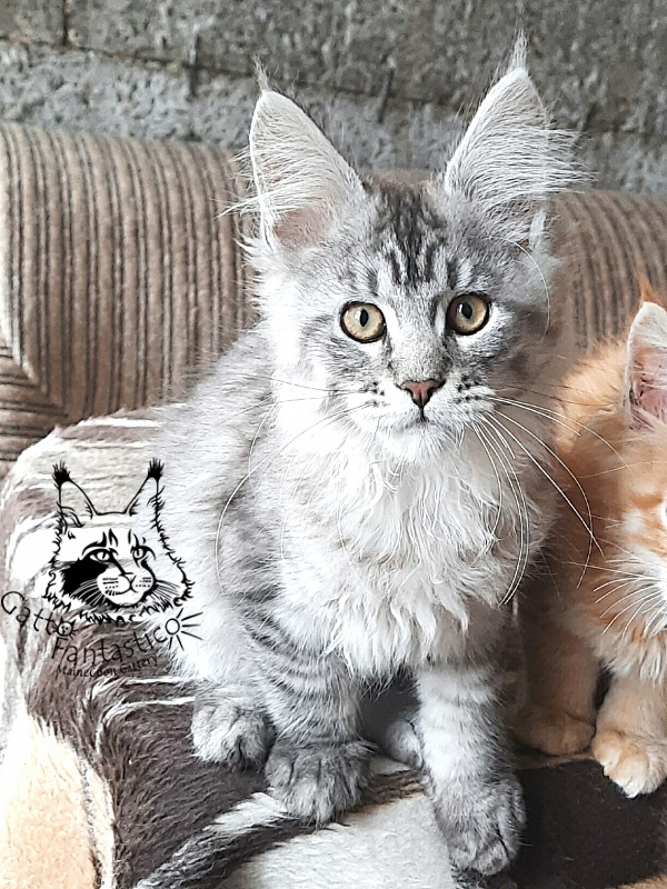 Gatto Fantastico Bayraktar - Кошеня мейн-кун 3 місяця