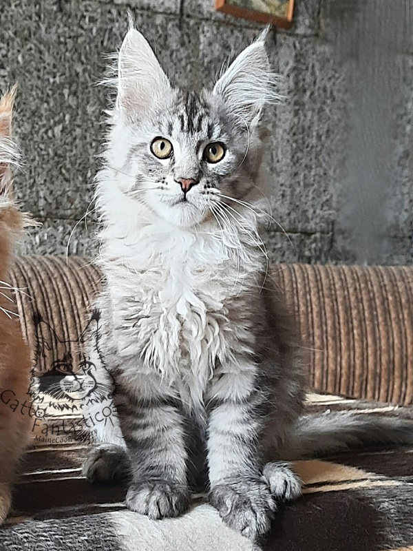Gatto Fantastico Bayraktar - Кошеня мейн-кун 3 місяця