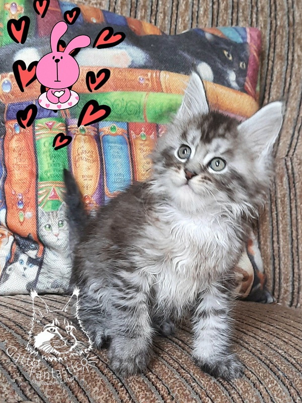 Gatto Fantastico Bayraktar - Кошеня мейн-кун 1 місяць 2,5 тижні