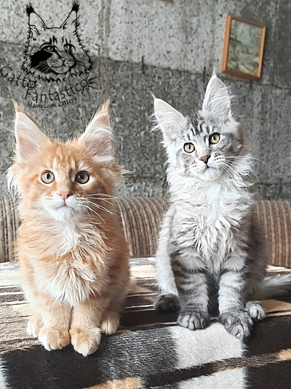 Gatto Fantastico Bayraktar - Кошеня мейн-кун 3 місяця