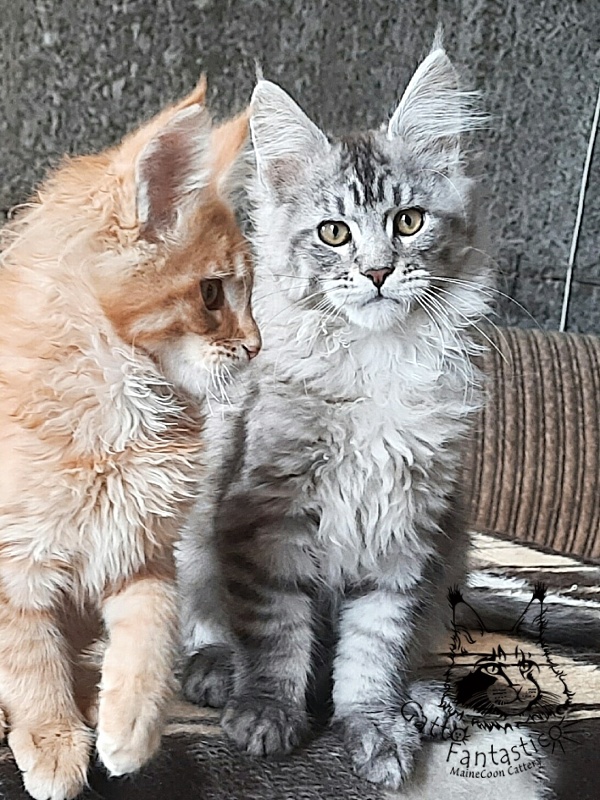 Gatto Fantastico Bayraktar - Кошеня мейн-кун 3 місяця