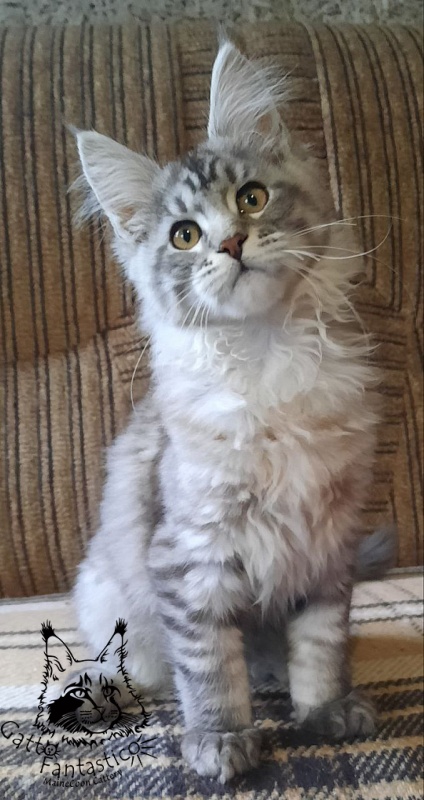 Gatto Fantastico Bayraktar - Кошеня мейн-кун 3 місяця 0,5 тижнів