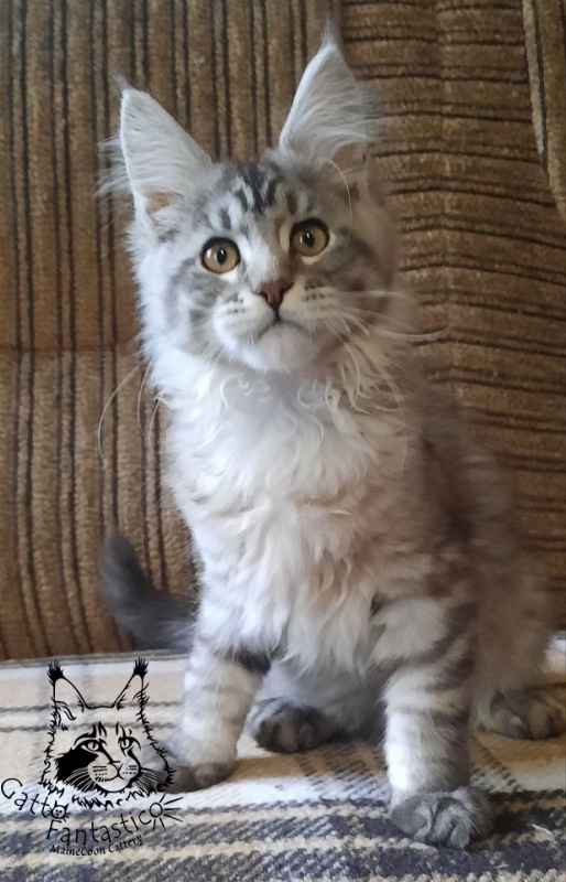 Gatto Fantastico Bayraktar - Кошеня мейн-кун 3 місяця 0,5 тижнів