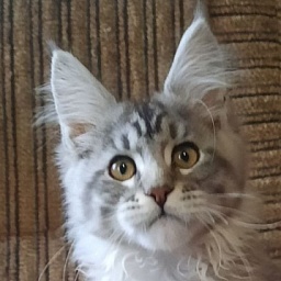 Gatto Fantastico Bayraktar