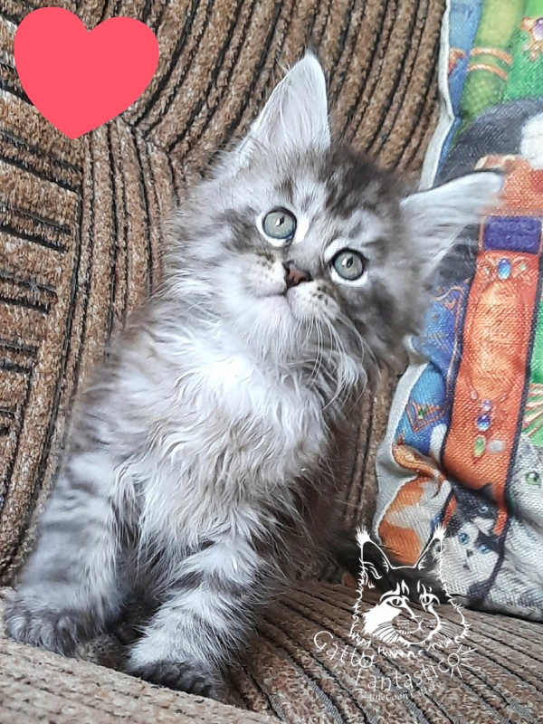Gatto Fantastico Bayraktar - Кошеня мейн-кун 1 місяць 2,5 тижні