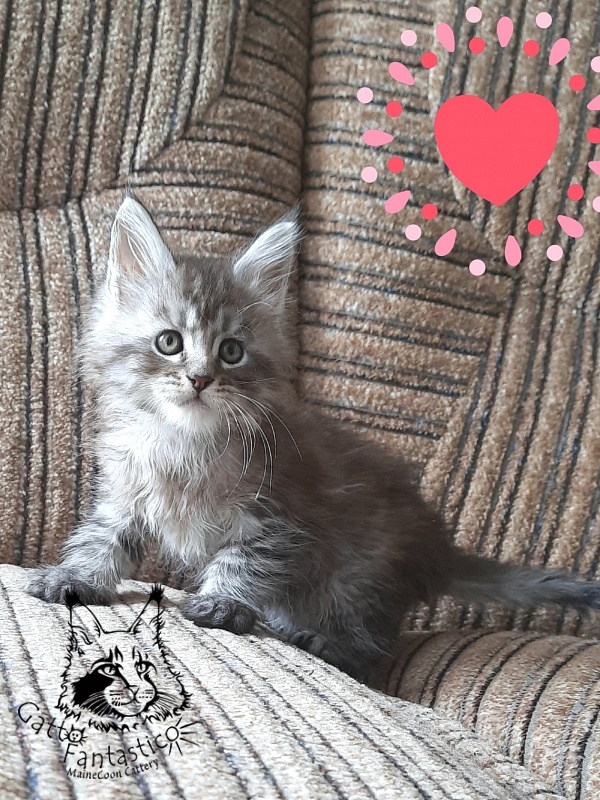Gatto Fantastico Bayraktar - Кошеня мейн-кун 1 місяць 2,5 тижні