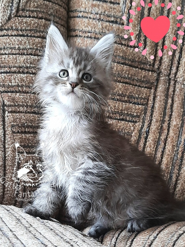 Gatto Fantastico Bayraktar - Кошеня мейн-кун 1 місяць 2,5 тижні