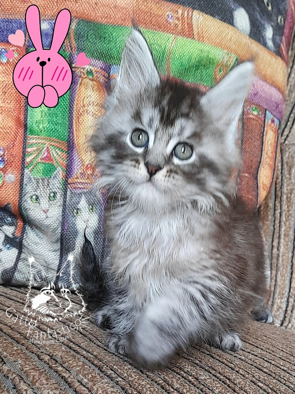 Gatto Fantastico Bayraktar - Кошеня мейн-кун 1 місяць 2,5 тижні