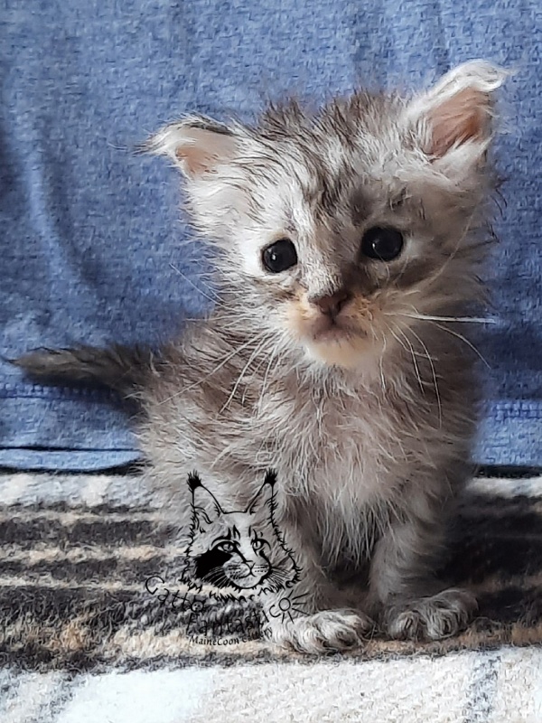 Gatto Fantastico Bawowna - Кошеня мейн-кун 3,5 тижні