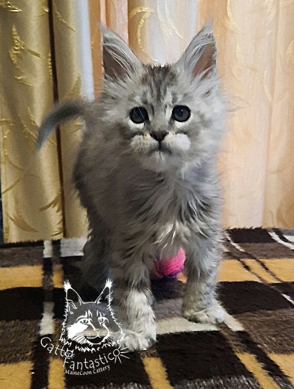Gatto Fantastico Bawowna - Кошеня мейн-кун 2 місяця 1,5 тиждень