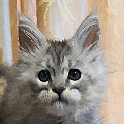Gatto Fantastico Bawowna