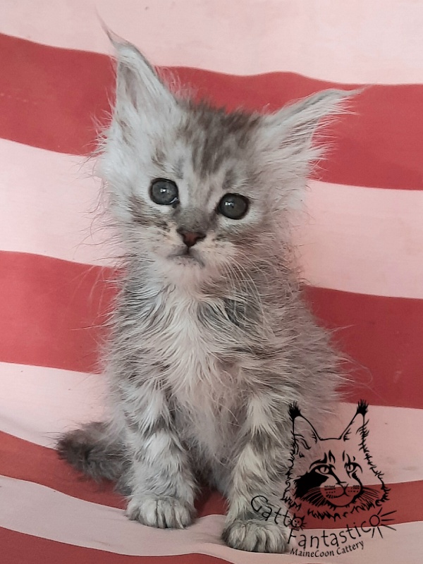Gatto Fantastico Bawowna - Кошеня мейн-кун 1 місяць 3 тижні