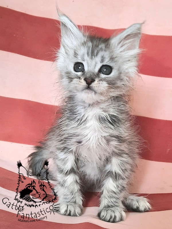 Gatto Fantastico Bawowna - Кошеня мейн-кун 1 місяць 3 тижні
