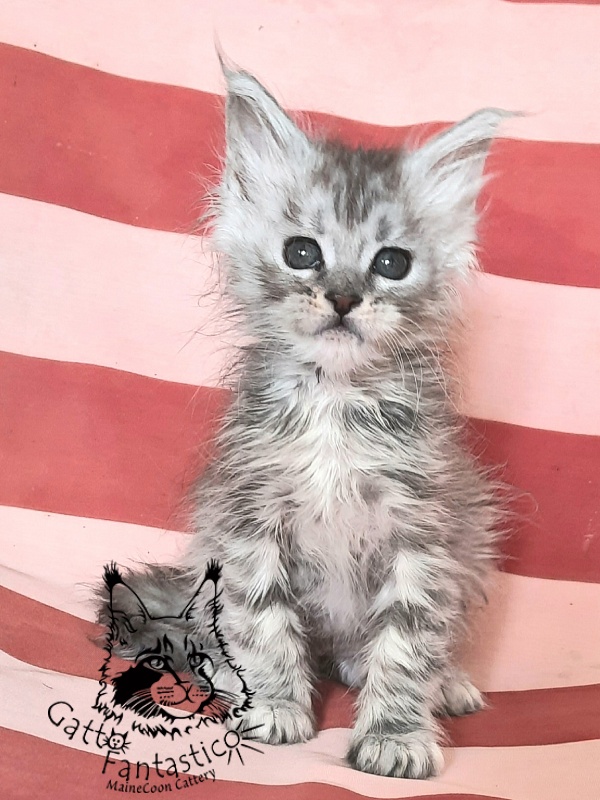 Gatto Fantastico Bawowna - Кошеня мейн-кун 1 місяць 3 тижні