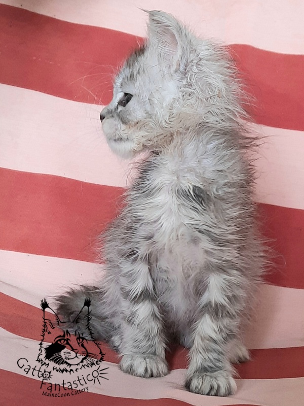 Gatto Fantastico Bawowna - Кошеня мейн-кун 1 місяць 3 тижні