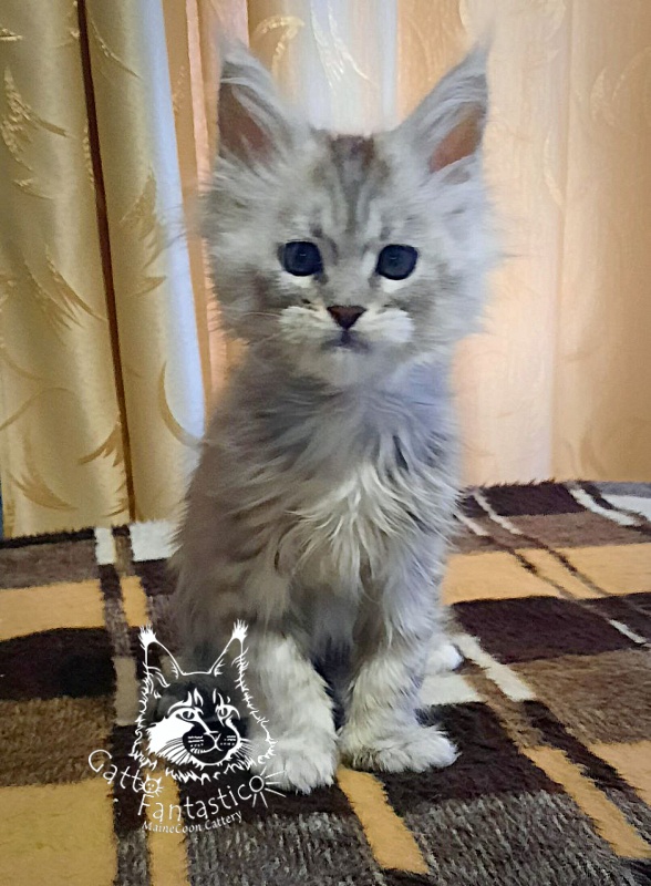 Gatto Fantastico Bawowna - Кошеня мейн-кун 2 місяця 1,5 тиждень