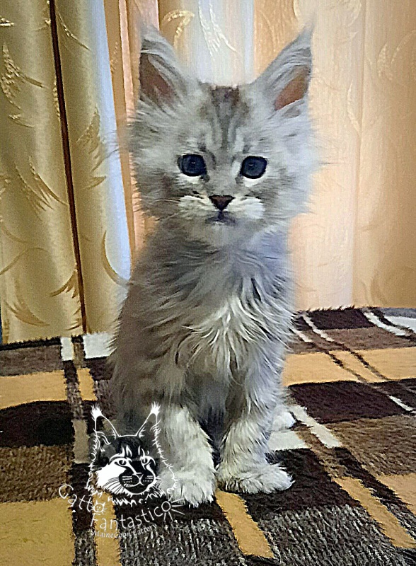 Gatto Fantastico Bawowna - Кошеня мейн-кун 2 місяця 1,5 тиждень