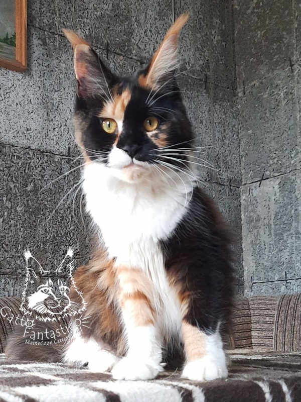 Villa-Fantarell Dora - Adult maine-coon 11 months