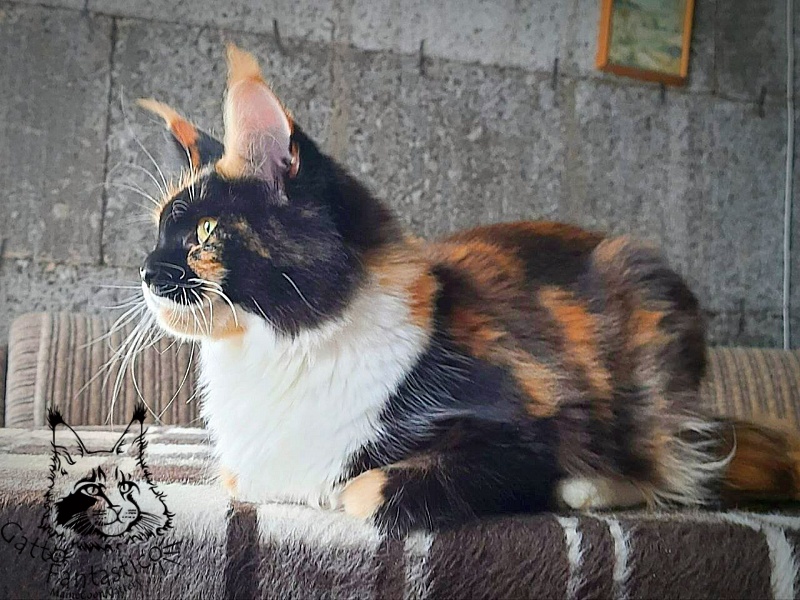 Villa-Fantarell Dora - Adult maine-coon 11 months