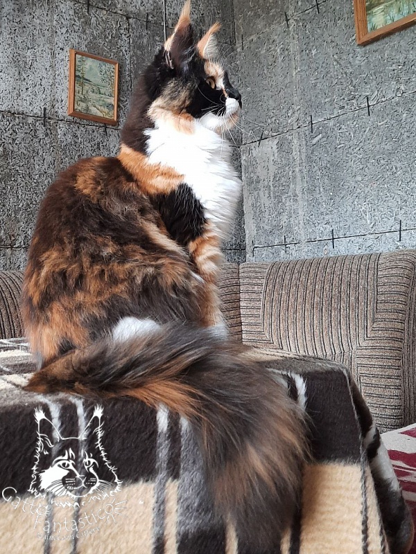 Villa-Fantarell Dora - Adult maine-coon 11 months