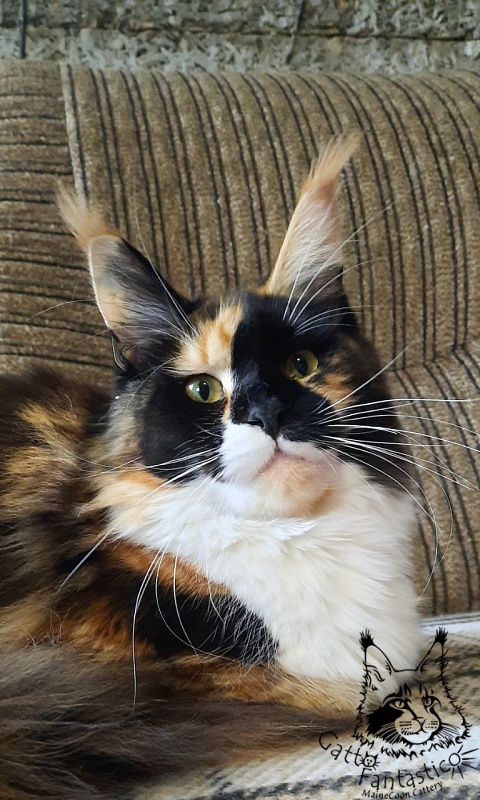 Villa-Fantarell Dora - Adult maine-coon 11 months 2 weeks