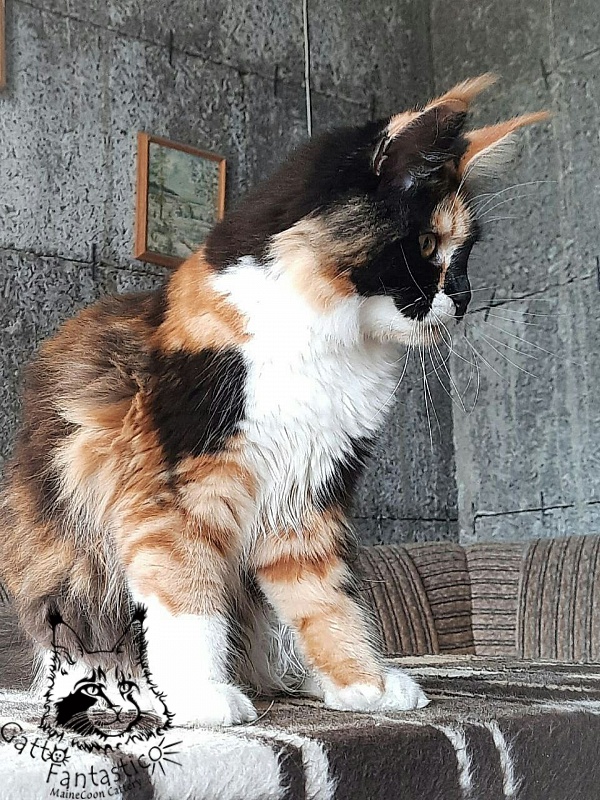 Villa-Fantarell Dora - Adult maine-coon 11 months