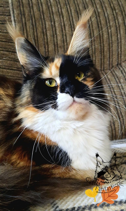 Villa-Fantarell Dora - Adult maine-coon 11 months 2 weeks