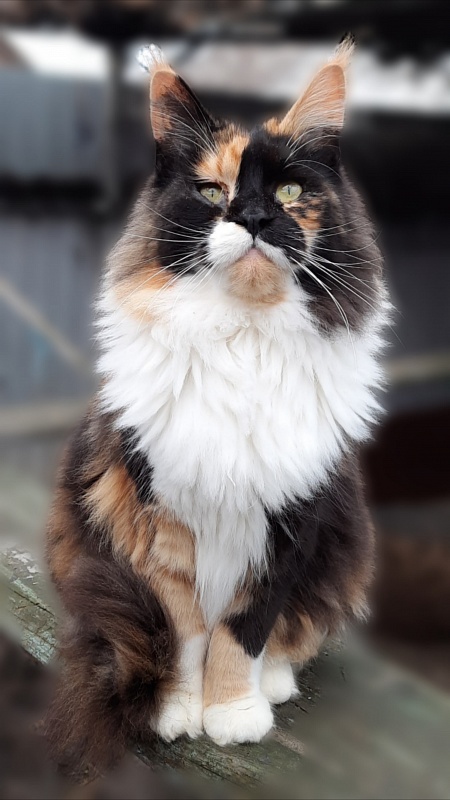 Villa-Fantarell Dora - Adult maine-coon 3 years 1 month