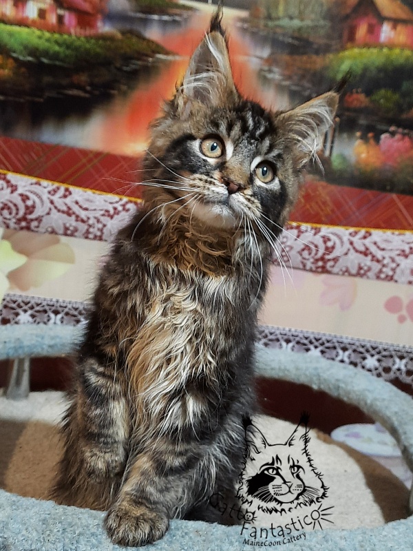Gatto Fantastico Caesar - Кошеня мейн-кун 3 місяця 0,5 тижнів