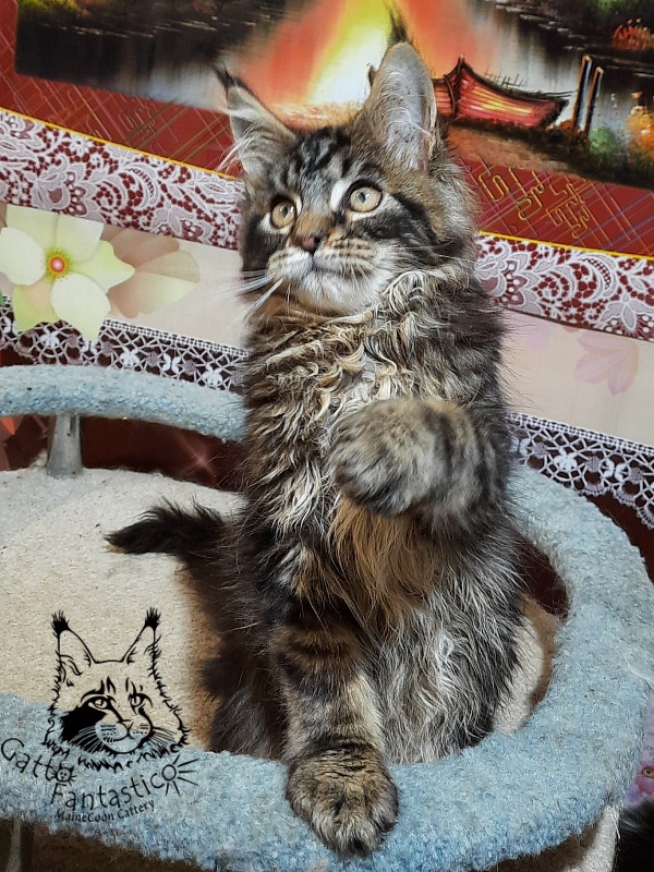 Gatto Fantastico Caesar - Кошеня мейн-кун 3 місяця 0,5 тижнів