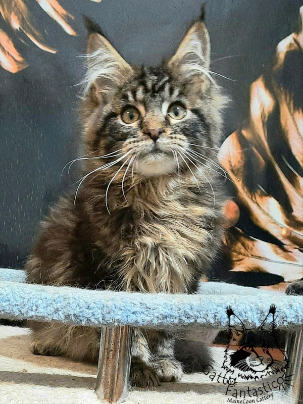 Gatto Fantastico Caesar - Кошеня мейн-кун 3 місяця 3 тижні