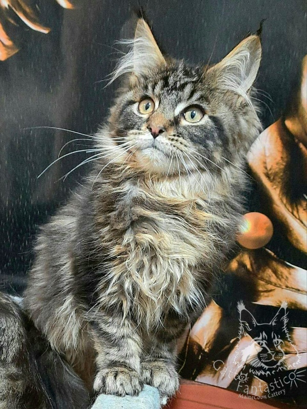 Gatto Fantastico Caesar - Кошеня мейн-кун 3 місяця 3 тижні