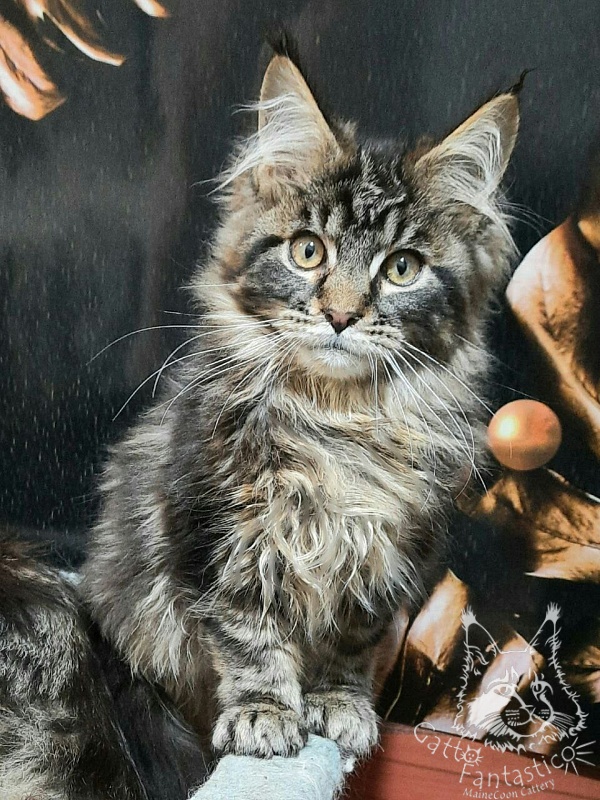 Gatto Fantastico Caesar - Кошеня мейн-кун 3 місяця 3 тижні