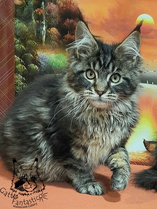 Gatto Fantastico Caesar - Кошеня мейн-кун 4 місяця 0,5 тижнів