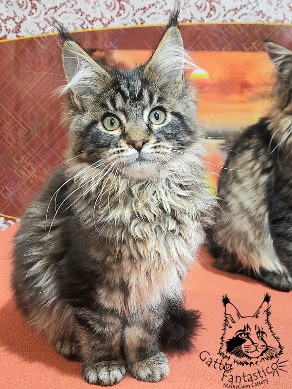 Gatto Fantastico Caesar - Кошеня мейн-кун 4 місяця 0,5 тижнів