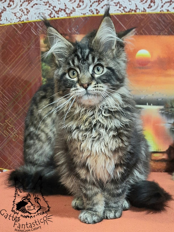 Gatto Fantastico Caesar - Кошеня мейн-кун 4 місяця 0,5 тижнів