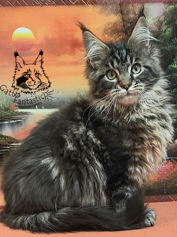Gatto Fantastico Caesar - Кошеня мейн-кун 4 місяця 0,5 тижнів