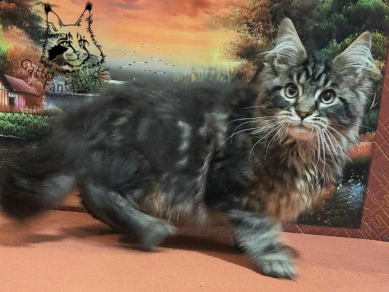 Gatto Fantastico Caesar - Кошеня мейн-кун 4 місяця 0,5 тижнів