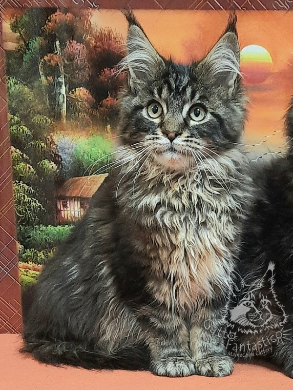 Gatto Fantastico Caesar - Кошеня мейн-кун 4 місяця 0,5 тижнів