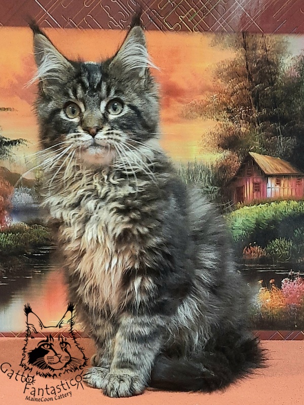 Gatto Fantastico Caesar - Кошеня мейн-кун 4 місяця 0,5 тижнів