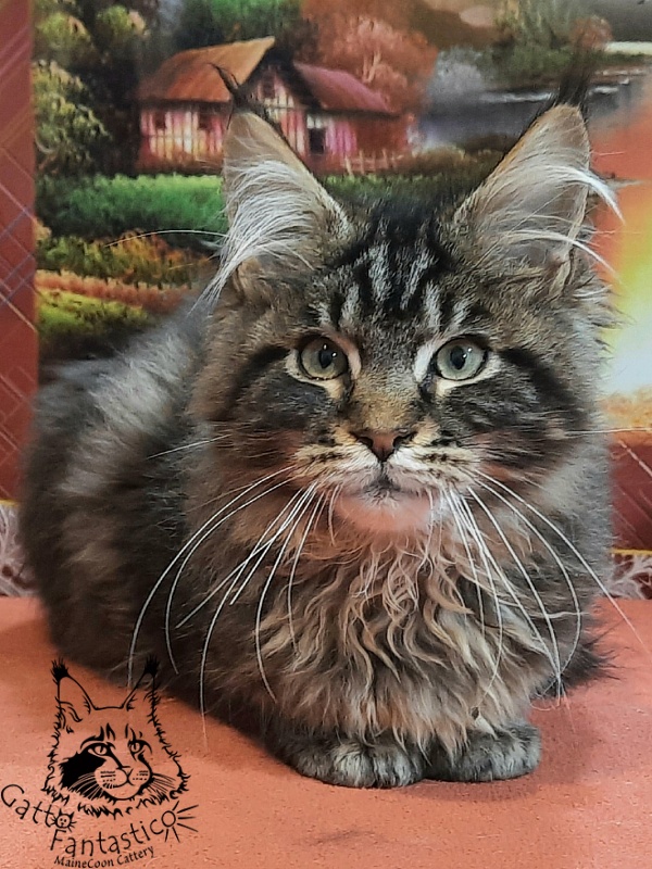 Gatto Fantastico Caesar - Кошеня мейн-кун 4 місяця 2 тижні