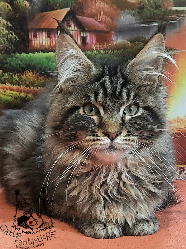 Gatto Fantastico Caesar - Кошеня мейн-кун 4 місяця 2 тижні