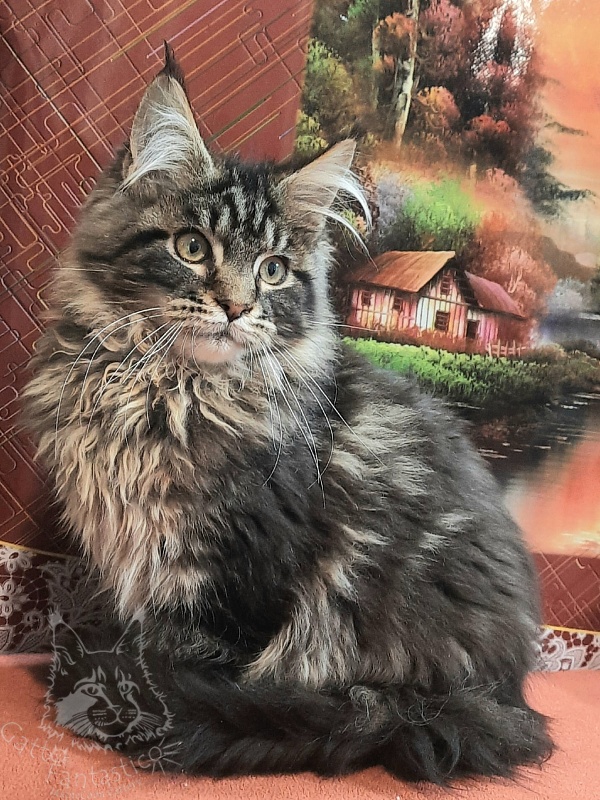 Gatto Fantastico Caesar - Кошеня мейн-кун 4 місяця 2 тижні
