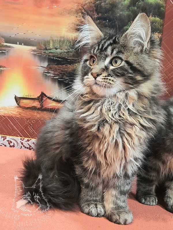 Gatto Fantastico Caesar - Кошеня мейн-кун 4 місяця 2 тижні