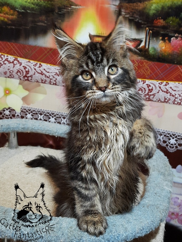 Gatto Fantastico Caesar - Кошеня мейн-кун 3 місяця 0,5 тижнів