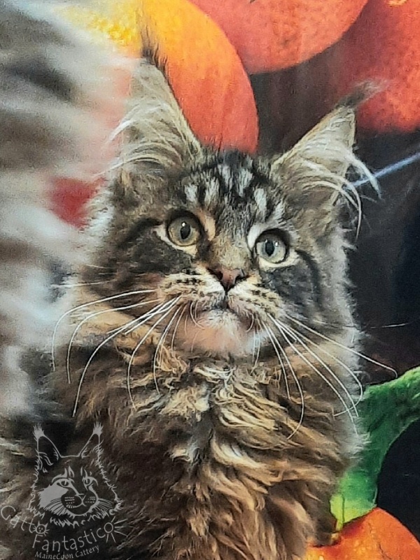 Gatto Fantastico Caesar - Кошеня мейн-кун 4 місяця 4 тижні