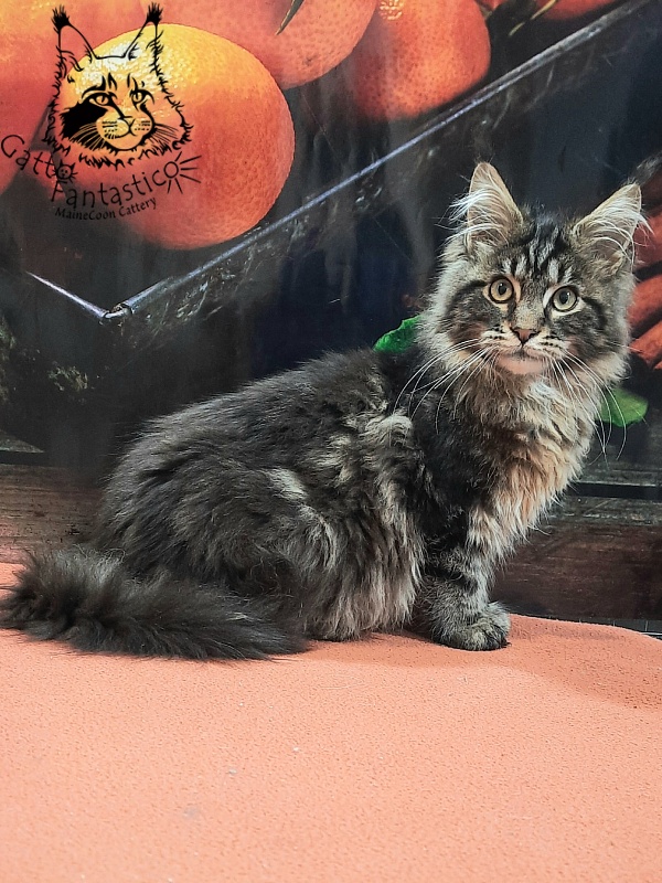 Gatto Fantastico Caesar - Кошеня мейн-кун 4 місяця 4 тижні