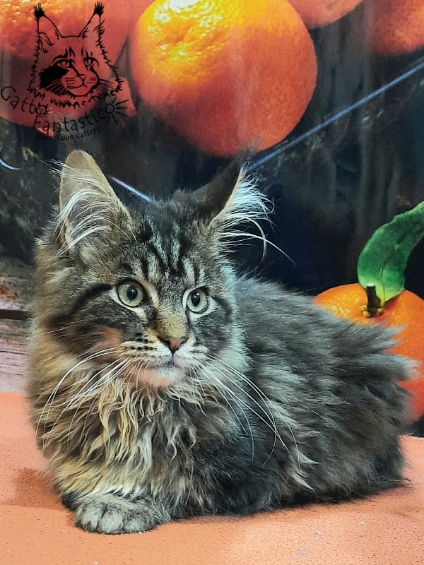 Gatto Fantastico Caesar - Кошеня мейн-кун 4 місяця 4 тижні