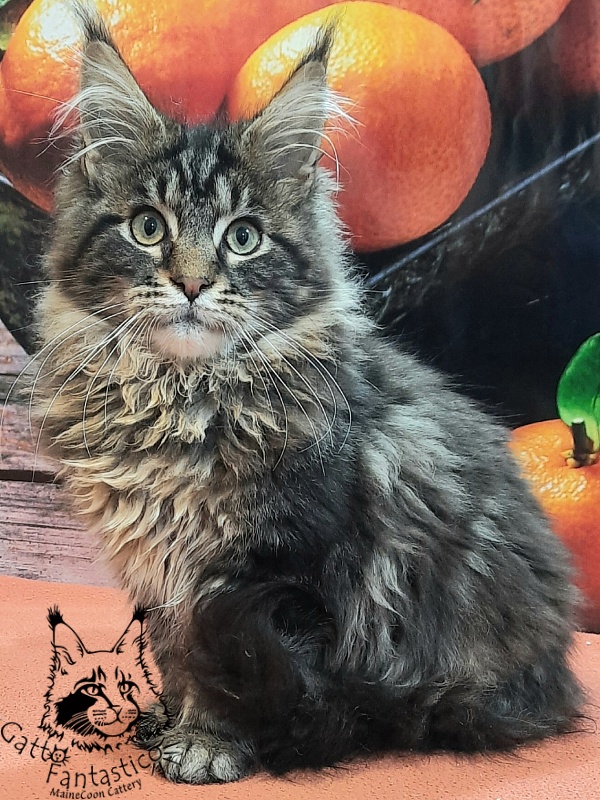 Gatto Fantastico Caesar - Кошеня мейн-кун 4 місяця 4 тижні