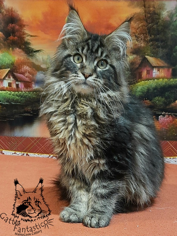 Gatto Fantastico Caesar - Кошеня мейн-кун 5,5 місяців